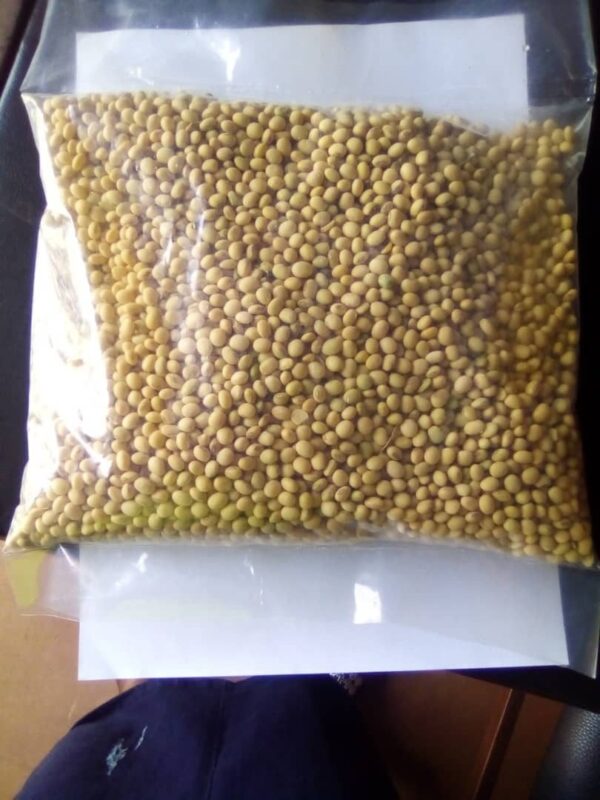 Soya Bean Seeds – Bulk Deals